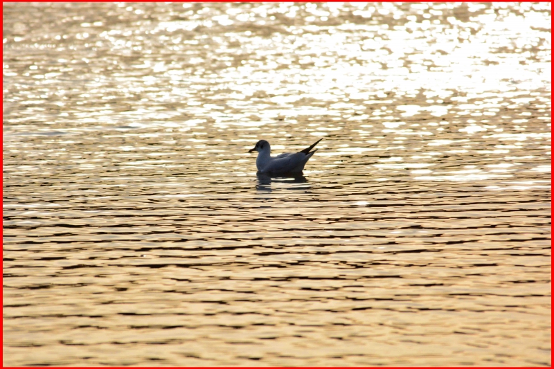 Photo Oiseaux