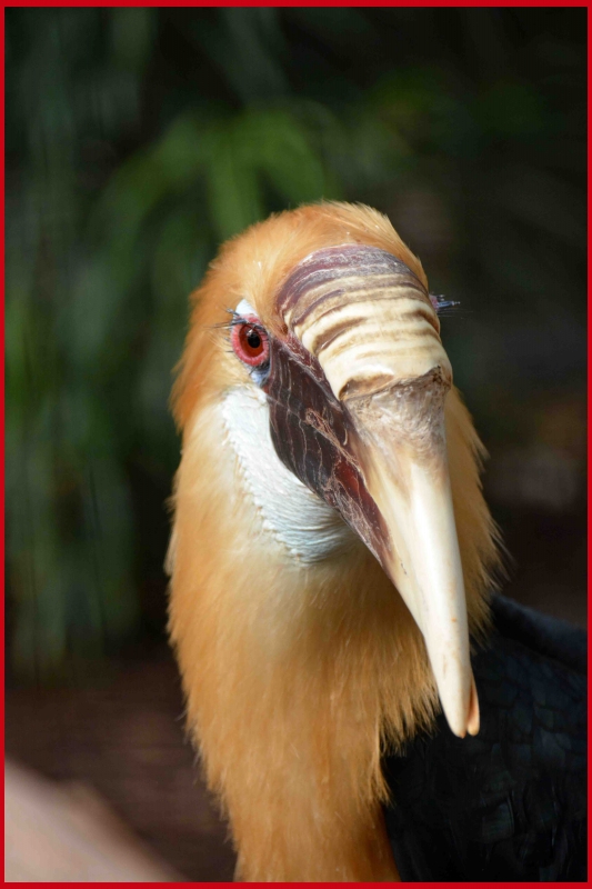 Photo Oiseaux