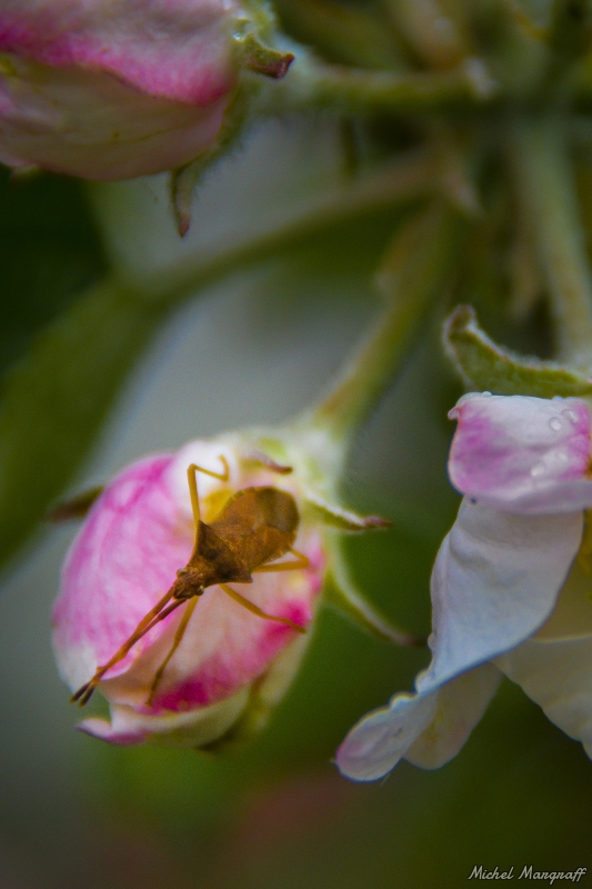 Insectes et Araignées Gonocerus sp