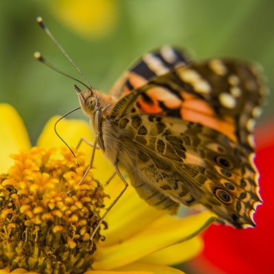 Insectes Belle Dame (Vanessa cardui)