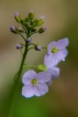 Flore Cardamine des prés ou Cresson des prés (Cardamine pratensis)