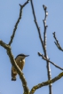 Oiseaux Sittelle torchepot (Sitta europaea)