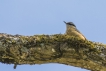 Oiseaux Sittelle torchepot (Sitta europaea)