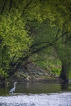 Oiseaux Héron cendré (Ardea cinerea)