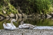 Oiseaux Cygne tuberculé (Cygnus olor)