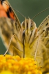 Insectes Belle Dame (Vanessa cardui)