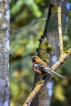 Oiseaux Pinson des arbres (Fringilla coelebs)