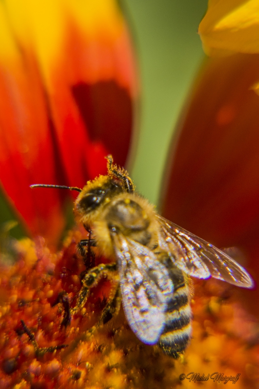 Photo Insectes