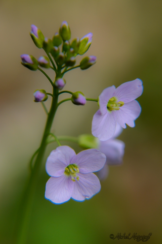 Photo Flore Cardamine des prés ou Cresson des prés (Cardamine pratensis)