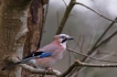 Oiseaux Geai des chênes