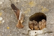 Oiseaux Faucon crécerelle