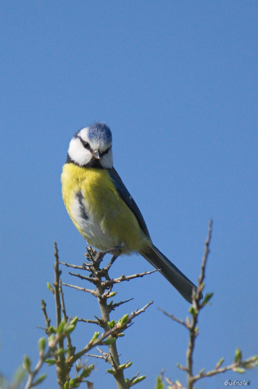 Photo Oiseaux