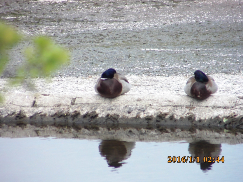 PICT0692.JPG
