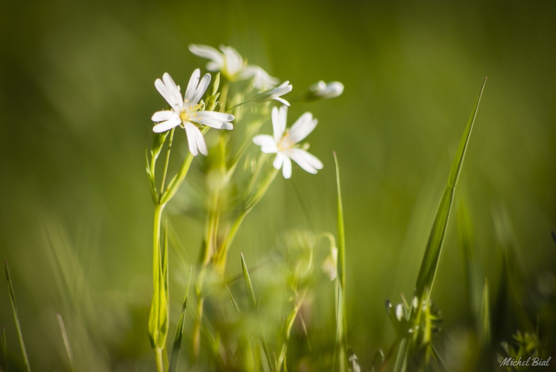 Photo Flore