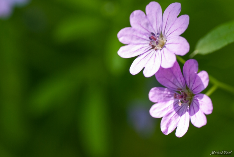 Photo Flore