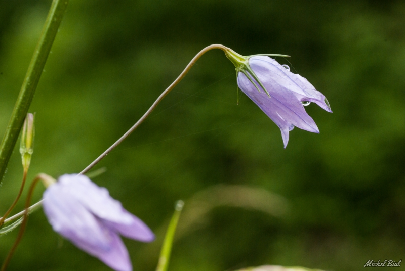 Photo Flore