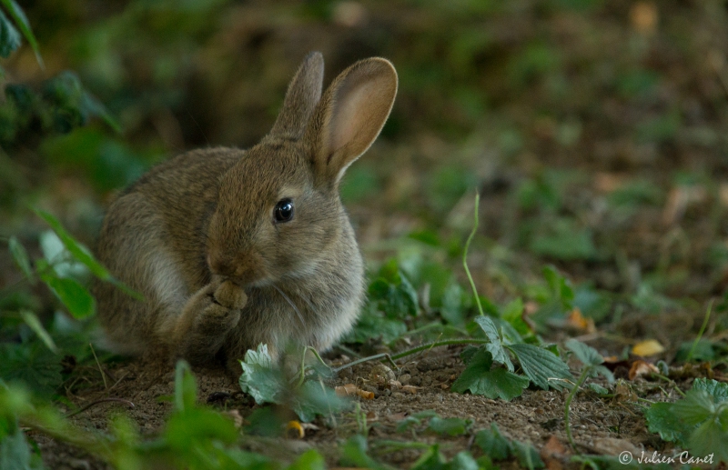 Photo Mammifères Lapin de garenne