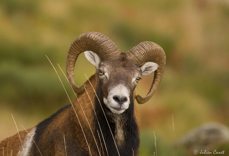 Photo Mammifères Mouflon