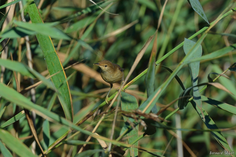 Oiseaux