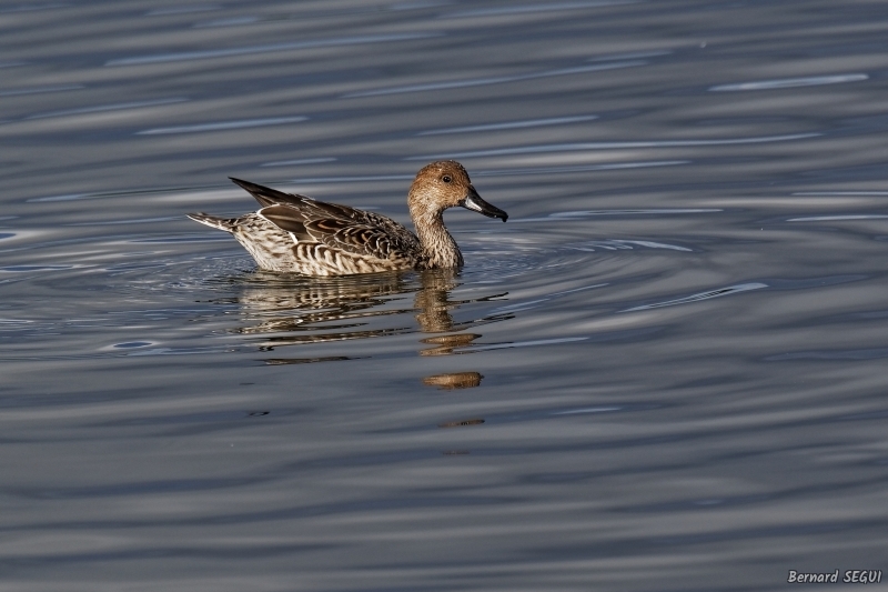 Oiseaux Canard pilet, type femelle
