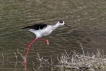 Oiseaux Echasse Blanche (Himantopus himantopus)