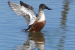 Oiseaux Canard souchet (Anas clypeata)