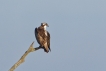 Oiseaux Balbuzard pêcheur (Pandion haliaetus)