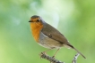 Oiseaux Rouge-gorge familier (Erithacus rubecula)