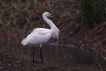 Oiseaux Aigrette garzette (Egretta garzetta)