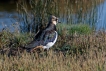 Oiseaux Vanneau Huppé (Vanellus vanellus)