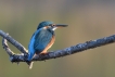 Oiseaux Martin pêcheur d\'Europe (Alcedo atthis)