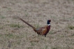 Oiseaux Faisan de Colchide ( Phasianus colchicus ) .