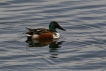 Oiseaux Canard souchet (Anas clypeata)