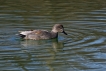 Oiseaux Canard chipeau (Mareca strepera)