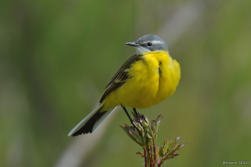 Photo Oiseaux Bergeronette printanière (Motacilla flava)