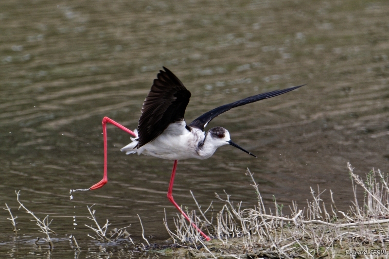 Photo Oiseaux Echasse Blanche (Himantopus himantopus)