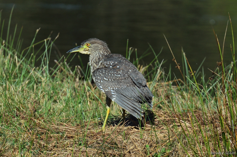Photo Oiseaux heron bihoreau gris