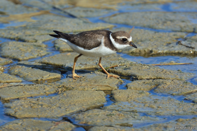 Photo Oiseaux Grand Gravelot
