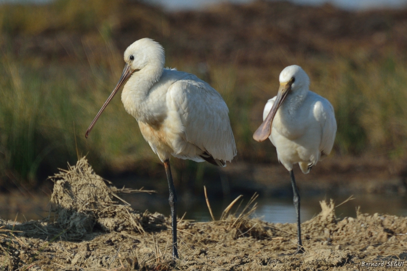 Photo Oiseaux Spatule blanche (Platalea leucorodia)
