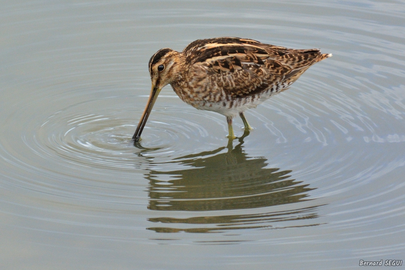 Photo Oiseaux bècassine des marais