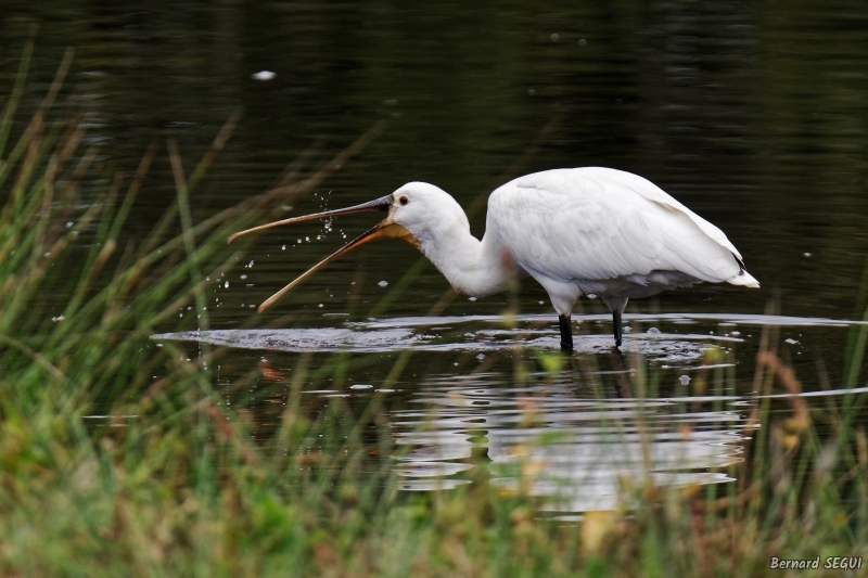 Photo Oiseaux Spatule blanche (Platalea leucorodia)