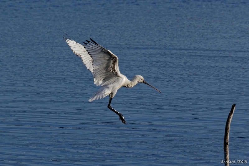 Photo Oiseaux Spatule blanche (Platalea leucorodia)