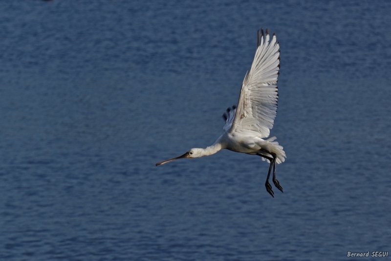 Photo Oiseaux Spatule blanche (Platalea leucorodia)