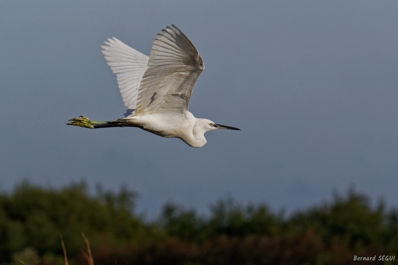 Photo Oiseaux Aigrette garzette (Egretta garzetta)