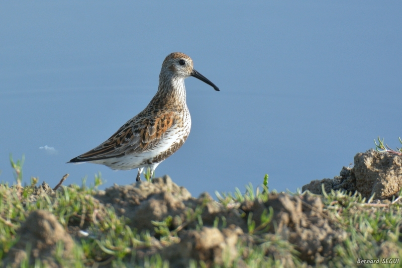Photo Oiseaux Bécasseau variable (Calidris alpina)