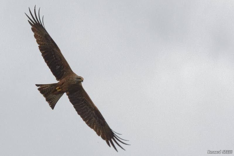 Photo Oiseaux Milan noir (Milvus migrans)