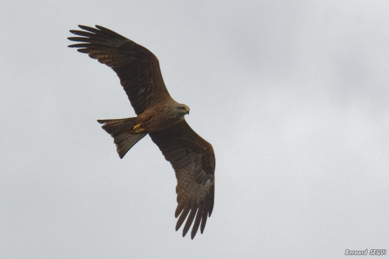 Photo Oiseaux Milan noir (Milvus migrans)
