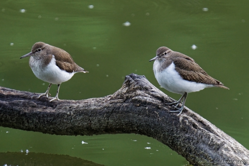 Photo Oiseaux Chevalier guignette (Actitis hypoleucos)