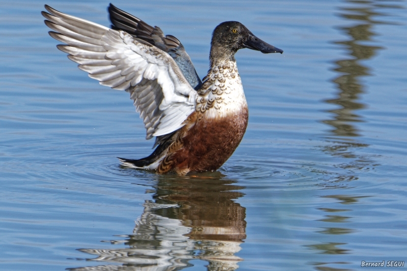 Photo Oiseaux Canard souchet (Anas clypeata)
