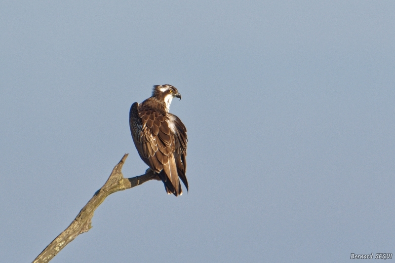 Photo Oiseaux Balbuzard pêcheur (Pandion haliaetus)